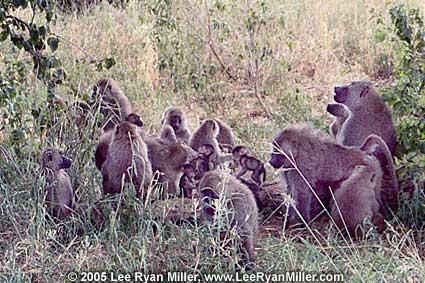 Baboons - Tanzania Pictures Journal Semester At Sea Voyage Institute Shipboard Education University Pittsburgh Lee Ryan Miller Political Science Study Fun Sailing Traveling Semester At Sea Voyage Institute Shipboard Education University Pittsburgh Lee Ryan Miller