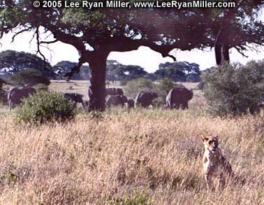 Lion - Tanzania Pictures Journal Semester At Sea Voyage Institute Shipboard Education University Pittsburgh Lee Ryan Miller Political Science Study Fun Sailing Traveling Semester At Sea Voyage Institute Shipboard Education University Pittsburgh Lee Ryan Miller